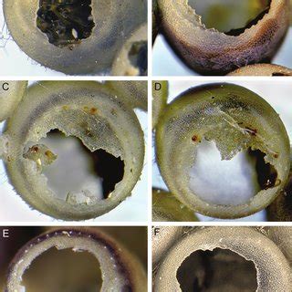 Typical Shapes Of Exit Holes Produced By Egg Parasitoids Of Halyomorpha