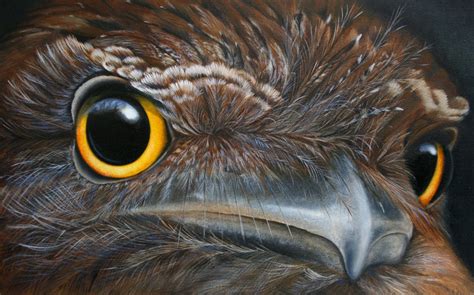 Tawny Frogmouth Eyes - Sailer Studio