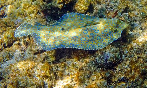 Flounder Teeth Everything You Need To Know A Z Animals