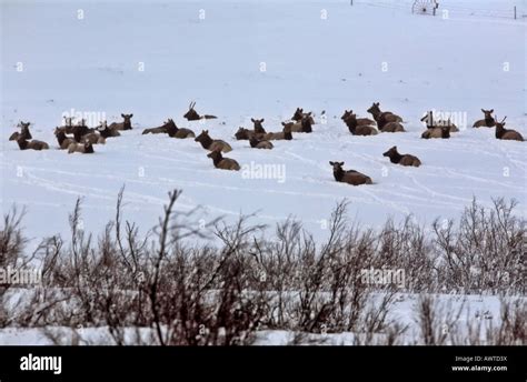 Elk in winter Stock Photo - Alamy