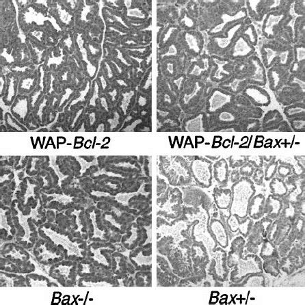 Subcellular Localization Of Wild Type Bcl Er Targeted Bcl And