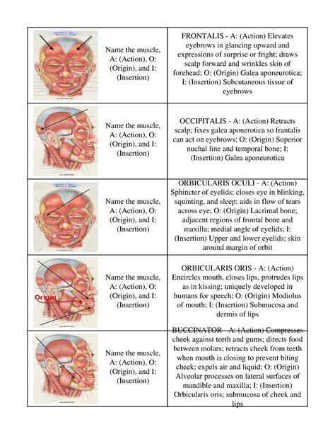 Muscles Anatomy Name The Muscle A Action O Origin And I