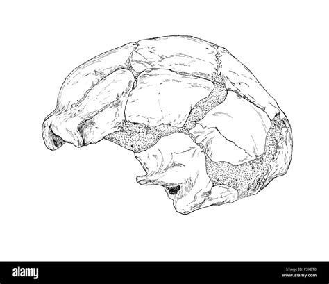 Neandertal Neanderthal Homo Neanderthalensis Banque D Images Noir Et