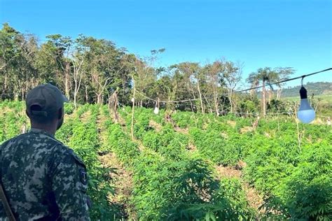 Paraguai destrói plantação de maconha Colombian Gold na fronteira H2FOZ