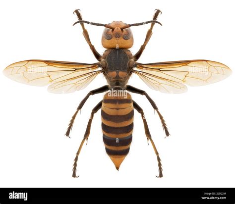 Hornet Species Vespa Mandarinia Japonica Trivial Name Japanese Giant