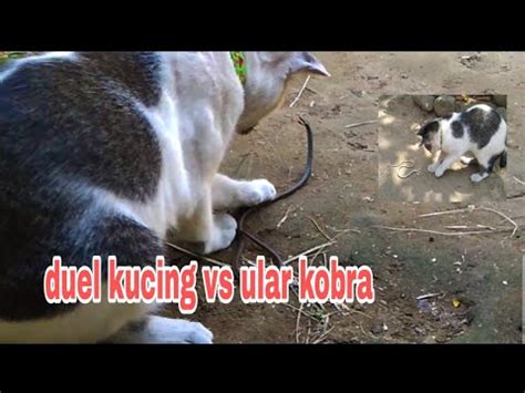 Kucing Vs Ular Kobra Kucing Lucu YouTube