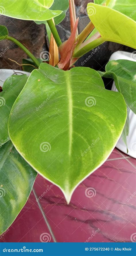 Philodendron Blushing Leaf Botanical Pattern Vertical Photo Royalty