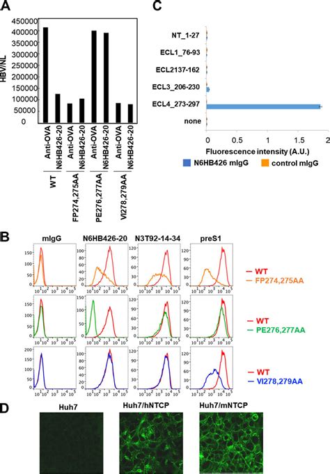 N6hb426 20 Epitope Mapping A Huh7 Cell Lines Transfected With Wt Or