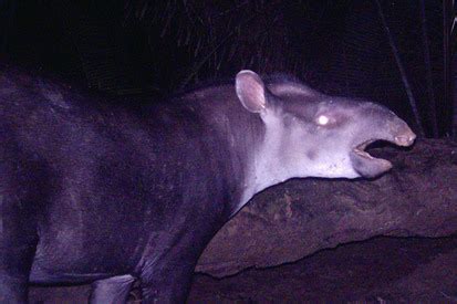 Other Tapir Species - World Tapir Day