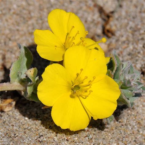 Camissonia Cheiranthifolia Beach Evening Primrose Wildflower Seeds