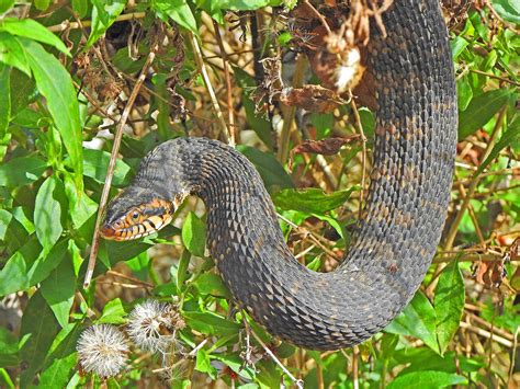 Banded Water Snake Hanging From A Tree At Fenney Nature Trail