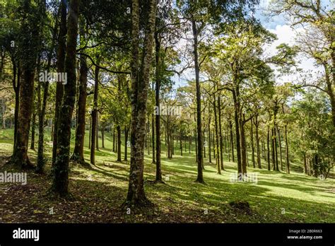 Trees At Kebun Raya Bali Bali Botanical Garden In Bedugul Tabanan