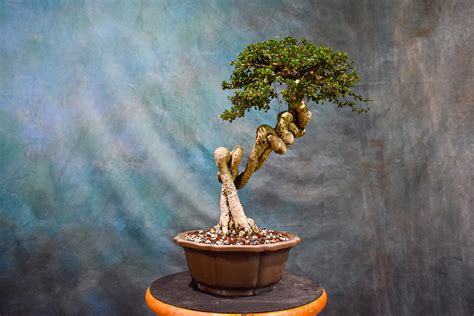 Small Leaf Fukien Tea Taiwan Import Wigerts Specimen Tree