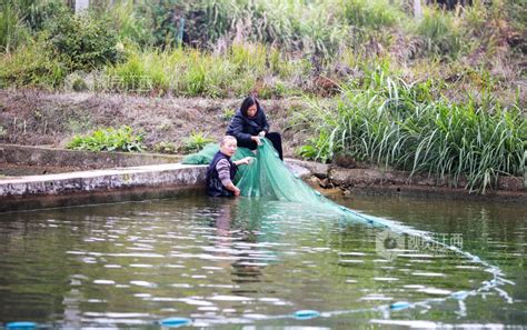 江西吉水：发展养鱼业助农增收致富 视觉江西 大江网首页