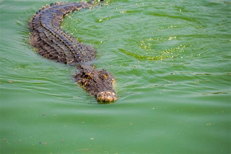 Alligator Vs Crocodile What S The Difference American Oceans