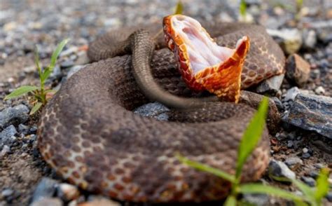 55 Oklahoma Snakes (Snakes in Oklahoma, Pictures, Identification)