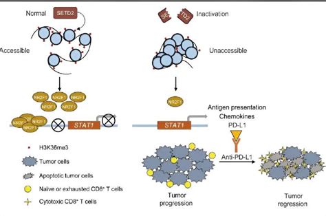 Novel Biomarker For Immune Checkpoint Inhibitors Identified In Human