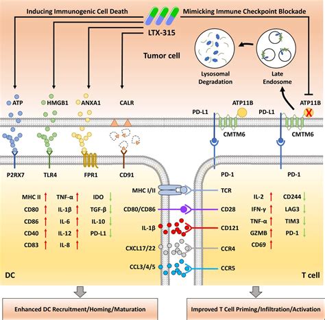 Oncolytic Immunotherapy Multiple Mechanisms Of Oncolytic Peptides To