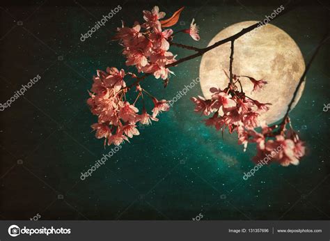 Cherry blossom with full moon ⬇ Stock Photo, Image by © jakkapan #131357696