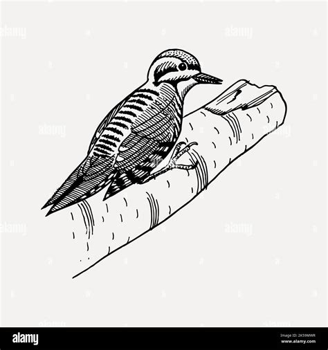 woodpecker bird clipart drawing illustration vector stock vector image