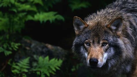 Attaques de loups la Chambre d agriculture de Bourgogne Franche Comté