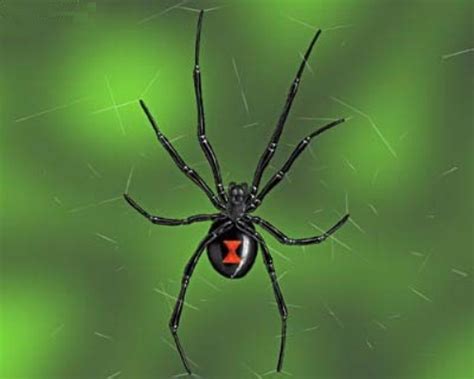 10 Facts About Black Widow Spiders Fact File