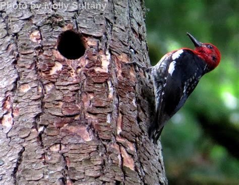 Red-breasted Sapsucker - East Cascades Audubon Society