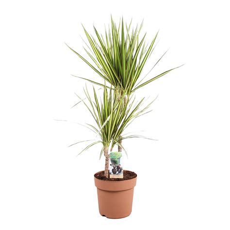 Dracaena Marginata Sunray 80 Cm