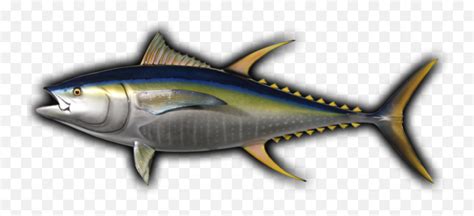 Download Hd Yellowfin Tuna Fish Mount Yellowfin Tuna Emojituna Emoji