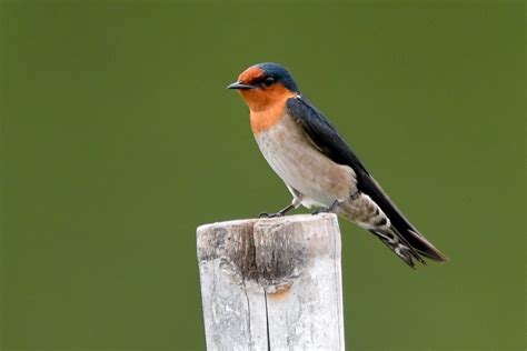 Pacific Swallow Hirundo Tahitica Sibulan Wetland Negros Flickr