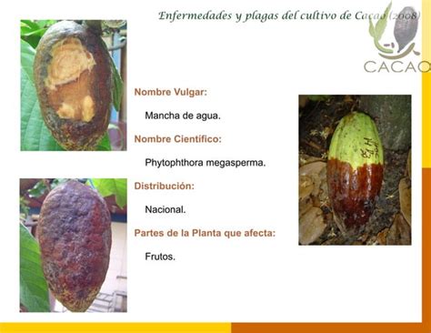 Enfermedades Y Plagas En El Cultivo Del Cacao