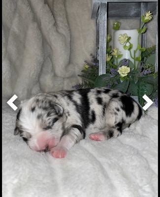 identifying blue merle pattern