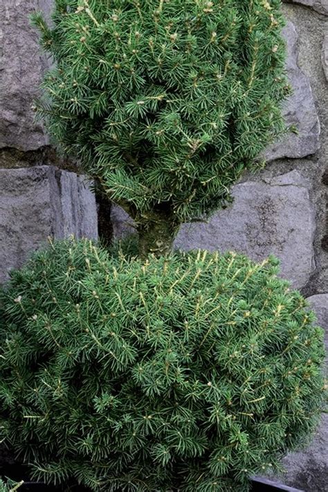 Buy Poodle Tier Dwarf Alberta Spruce Free Shipping Topiary Plants