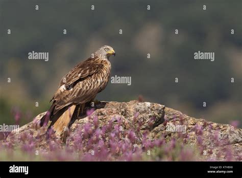 red kite summer migration Stock Photo - Alamy