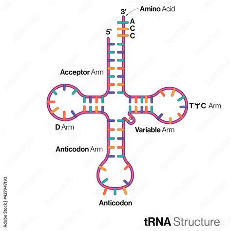 Illustration Of Chemical Structure Of Trna Clover Leaf Model