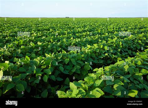 Agriculture Large Field Of Healthy Mid Growth Soybeans In The Pod