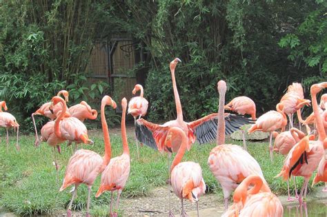 Flamingo Burung Satwa Kebun Foto Gratis Di Pixabay Pixabay