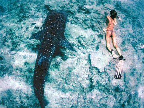 Volunteer to Swim with Whale Sharks in South Ari Atoll Maldives