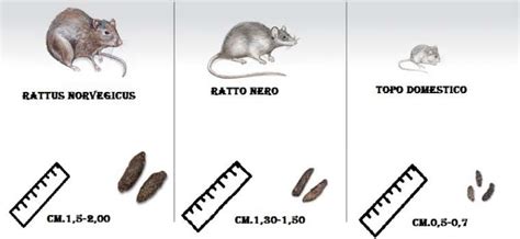 Ratto Nero Roditore Dei Tetti Servizipid It