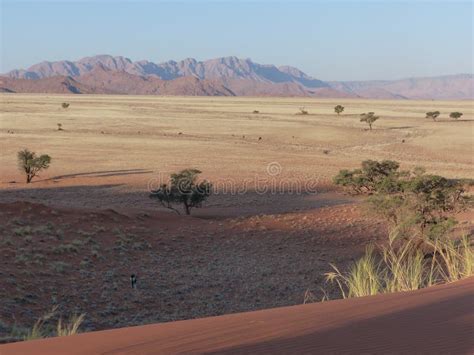 Namibian Savanna Desert Wild Landscape Stock Photo - Image of wild ...