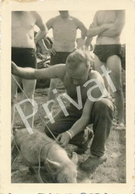 Foto Wk Ii Wehrmacht Soldaten Halbnackt Nude Mit Schwein F Eur