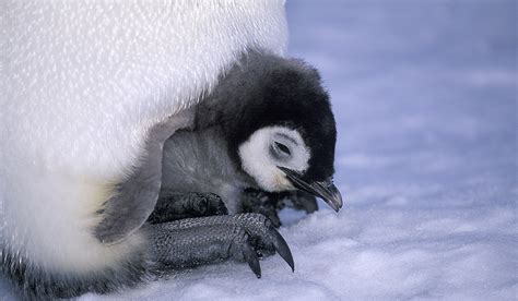 Emperor Penguin Mating