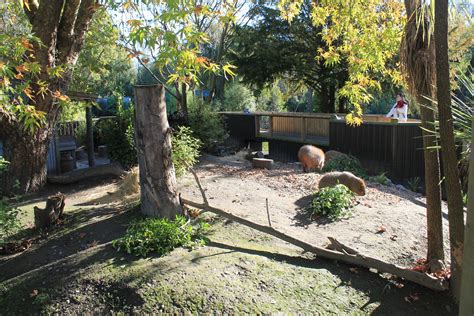 Half of the Capybara enclosure - ZooChat