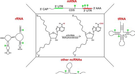 Structure And Presence Of Adenosine Methylation At Nitrogen 6 Position