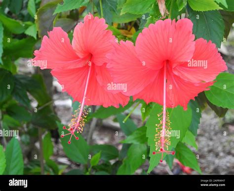 Red hibiscus flowers on a background of green leaves in Kerala Kochi ...