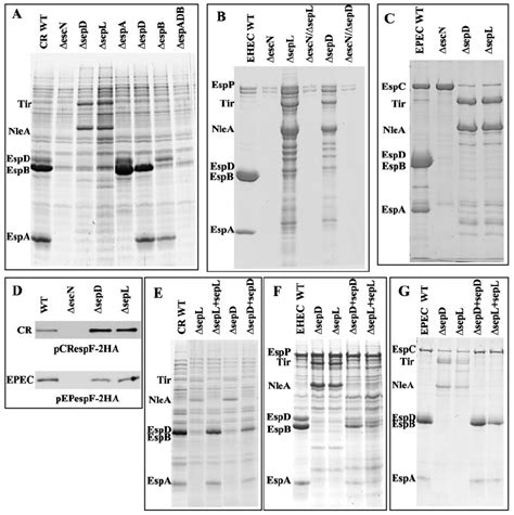 Sepl And Sepd Perform The Same Function In Cr Ehec And Epec