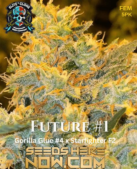 Get Future #1 Feminized Cannabis Seeds -Potent and Flavorful