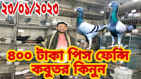 ৪০০ টাকা পিস ফেন্সি কবুতর কিনুন ১০০।এক জোড়া কিনলে পাঁচ জোড়া ফ্রি