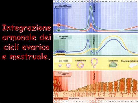 Ppt Apparato Riproduttivo Femminile Powerpoint Presentation Free Download Id1396061