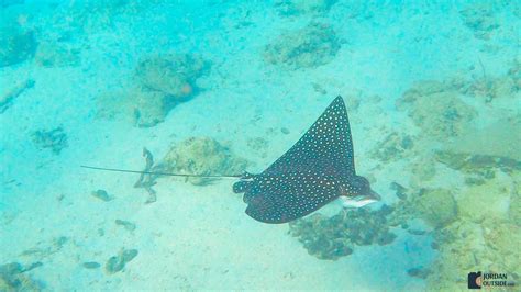 St Croix Snorkeling